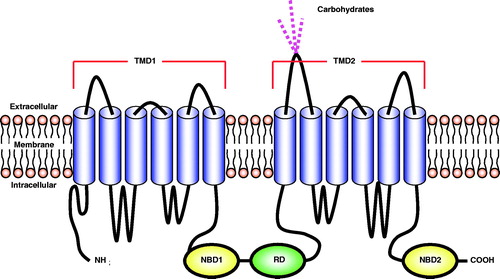 Figure 1. A schematic representation of the structure of the CFTR protein. The protein consists of five domains: two transmembrane domains (TMD1 and TMD2), two nucleotide-binding domains (NBD1 and NBD2), and a regulatory domain (RD).