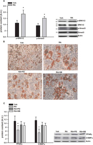 Figure 2. Inhibition of adipogenesis by rosmarinic acid (RA) via the activation of extracellular signal-regulated kinase-1/2 (ERK1/2) and mothers against decapentaplegic homolog 3 (Smad3). (A) Protein expression of phosphorylated (p-)ERK1/2 and Smad3 after RA (50 μM, 12 h) incubation on day 6 of differentiation. (B) Oil Red O staining of the 3T3-L1 adipocytes (on day 6 post-differentiation) treated with RA in the absence or presence of PD98059 (PD, 25 μM) and SB431542 (SB, 2 μM) for 24 h. (C) Protein expression of p-ERK1/2 and Smad3 after RA (50 μM, 12 h) incubation in the presence or absence of PD98059 (25 μM) and SB431542 (2 μM) for 24 h. Representative blots are shown to the right of the graphs. Data are presented as means ± SEM in (A) and (C). All cell culture experiments were repeated at least three times on two separate passages of cells (n = 6). *p < 0.05 vs vehicle (Veh) group.