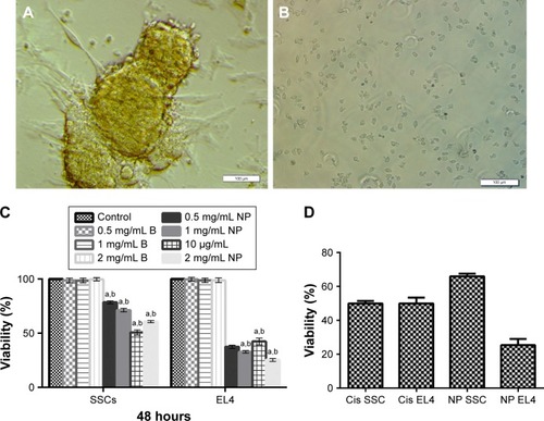 Figure 2 SSCs and EL4 cells shape and cytotoxicity analyses.Notes: (A) A colony of SSCs (bar = 100 μm). (B) EL4 cell line (bar = 100 μm). (C) Cytotoxicity study of 0.5, 1, and 2 mg/mL of CDDP/PLGA and blank NPs (0.5, 1, and 2 mg/mL) and 10 μg/mL of free cisplatin after 48-hour incubation with EL4 cells and SSCs as determined by the MTT assay (a): there is a significant difference between the experimental groups compared with the control and blank NPs group (p ≤ 0.05), and (b): there is a significant difference between the groups in relation to each other that received different doses of cisplatin-loaded PLGA NPs (p ≤ 0.05). (D) Comparison of 2 mg/mL concentration of CDDP/PLGA NP and free cisplatin on the cell lines. As shown by the calibration curve for the release of the drug, the results obtained are confirmed by the results of the evaluation of cell survival with MTT.Abbreviations: SSCs, spermatogonial stem cells; CDDP, cis-diaminedichloroplatinum; PLGA, poly(lactic-co-glycolic acid); NPs, nanoparticles.