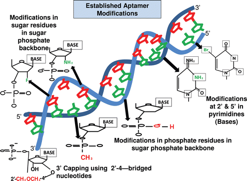 Figure 1.  Figure shows the various modifications made in an aptamer to increase its stability and functionality. The common modifications made in the ribose residue of the sugar-phosphate backbone are incorporations of 2´-fluorine (F) and 2´-amino group (NH2), in the phosphate group of the sugar-phosphate backbone are incorporation of phosphorothioate and methyl phosphonate. The modification made in the nucleotide base includes incorporation of 5´- bromide (Br) and amino group (NH2) (Cheung et al., Citation2010). The 3´-capping of the aptamer sequence is also another form of modification, which helps in increasing the stability of aptamer and its prevention from nuclease degradation (Kasahara et al., Citation2010).