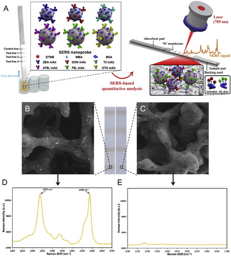 Figure 16. Schematic representation of the working mode of the multiplex SERS-based lateral flow immunosensor for OTA detection in (a). Representative SEM images and Raman spectra from the test lines of negative sample in (b, d) and strong positive sample in (c, e). Reprinted with permission from Zhang et al. (Citation2020). Copyright 2020 Elsevier.