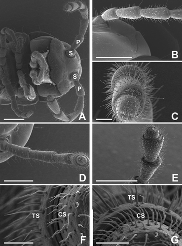 Figure 1.  (A–C) The antenna of adults of the female millipede Oxidus gracilis has eight distinct articles: a scape (S), a pedicel (P) and 6 flagellomeres from the 3rd to 8th articles. Each article is roughly cylindrical but increases in diameter towards the terminal article. (D–G) On the 3rd to 8th articles, four subtypes of sensillum can be seen: chaetiform (CS), trichoid (TS) and two subtypes of basiconic sensilla. The trichoid sensilla are straight hairs, and the chaetiform sensilla are long, sickle-shaped strong bristles with deep longitudinal grooves. Scale bars indicate 500 μm (A, B, D, E), 100 μm (C) and 50 μm (F, G).