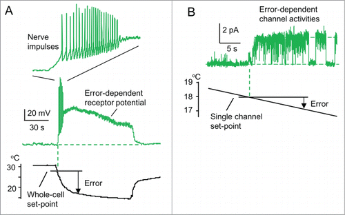 Figure 2. A new model of a physiological thermostat. (A, B) A typical patch-clamp recording from sensory neurons responding to low temperatures (drawn referring to Okazawa et al.Citation16). (A) Whole-cell recordings. When the temperature falls below its whole-cell set-point (˜28 °C, threshold temperature), receptor potential occurs. When the receptor potential is above a threshold potential, action potentials occur. However, action potentials are inhibited when the receptor potential continues. Inset: time scale is expanded. (B) Single-channel recordings from an isolated patch membrane. When the temperature falls below its single-channel set-point (˜18°C, threshold temperature), single-channel activity appears.