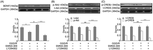 Figure 5. Modulation of SMND-309 on PI3K pathway-related proteins with or without LY294002. (A) Representative immunoblot of the protein levels of BDNF in OGD/R-injured differentiated SH-SY5Y cells treated with SMND-309 with or without LY294002. (B) Immunoblot result of the protein levels of Akt and p-Akt. (C) Protein levels of CREB and p-CREB. Quantification analysis results are also presented. Data are shown as mean ± SD, n = 6, *p < 0.05 versus the control group; #p < 0.05 and ##p < 0.01 versus the OGD/R group; △△p < 0.01 versus the OGD/R + SMND-309 group as measured by the Student–Newman–Keuls test.