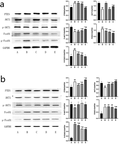 Figure 8. Western blot band and the ratio of the target protein to internal control (normalized processing); (a) The expression level of each target protein in rat ovary; (b) The expression level of each target protein in ovarian granulosa cells; A: Blank control group, B: Model group, C: Low-dose group, D: Medium-dose group, E: High-dose group; Compared with the model group, *P˂0.05, **P˂0.01; Compared with the blank control group, #P˂0.05, ##P˂0.01.