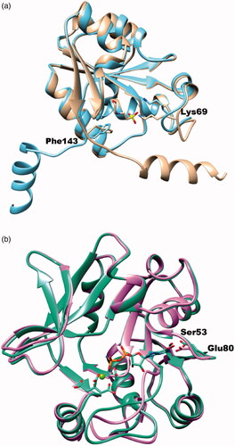 Figure 8. The superimposed ribbon diagrams of ligand-free and ligand-bound X-ray crystal structures of BpHldC and YpHddC. (a) The native (sky blue) and MES bound (tan) forms of BpHldC were drawn. (b) The native (orchid) and GMPPN (spring green) bound forms of YpHddC were drawn. A magnesium ion and a citrate molecules are also displayed. In both figures, catalytically important residues Lys69 and Phe143 were drawn with a stick model and labelled.