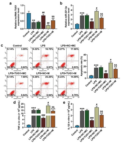 Figure 3. Overexpressed lncRNA TUG1 could alleviate LPS-induced up-regulation of miR-221-3p expression and RAW 264.7 macrophages apoptosis and inflammatory cytokines accumulation, which were reversed by overexpressed miR-221-3p. (a,b) RAW 264.7 macrophagocyte were divided into the following groups: Control, LPS, LPS+NC+mimic control, LPS+TUG1+ mimic control, LPS+NC+miR-221-3p, LPS+TUG1+ miR-221-3p. Expressions of lncRNA TUG1 and miR-221-3p in RAW 264.7 macrophages of each group were determined by qRT-PCR. β-actin and U6 were used as internal controls. (c) RAW 264.7 macrophages apoptosis rate in each group was detected by flow cytometry. (d,e) The expressions of inflammatory cytokines TNF-α and IL-1β in RAW 264.7 macrophages supernatant were detected by ELISA. All experiments have been performed in triplicate and experimental data were expressed as mean ± standard deviation (SD). (**P < 0.01, ***P < 0.001, vs. Control; #P < 0.05, ##P < 0.01, ###P < 0.001, vs. LPS+NC+MC; ^^P < 0.01, ^^^P < 0.01, vs. LPS+TUG1+ MC; &&P < 0.01, vs. LPS+NC+M). M: mimic, MC: mimic control, NC: negative control. ANOVA was applied followed by Student’s t-test