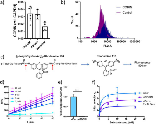 FIG 1 Results of an assay for measuring serine protease activity in human cardiomyocytes. (a) CORIN gene expression in induced pluripotent stem cell-derived cardiomyocytes (iPS-CM) and human cardiac tissue specimens of atrial and ventricular origin analyzed by qRT-PCR. Results are expressed relative to the expression of GAPDH (encoding glyceraldehyde-3-phosphate dehydrogenase) (n = 3 to 6). (b) Membrane expression of corin in iPS-CM analyzed by immunostaining and flow cytometry. Shown are representative histograms for negative-control cells stained only with secondary antibody and cells stained with a corin antibody. (c) Structure of the fluorogenic serine protease substrate used in the assay. The red arrows indicate the two serine protease cleavage sites of the substrate. (d) Reaction progress curves for a range of substrate concentrations. The increases in fluorescence were linear and proportional to substrate concentrations. Data are derived from three separate experiments. RLU, relative light units. (e) CORIN gene expression in iPS-CM transfected with siRNA for CORIN (siCORIN) or scrambled negative-control siRNA (siScr). Results are expressed relative to the results for GAPDH and are based on three separate experiments. ***, P < 0.001, using Student’s t test. (f) Michaelis-Menten saturation curves for cells transfected with scrambled control siRNA or CORIN siRNA and cells treated with 2 mM benzamidine. Data are derived from three separate experiments.