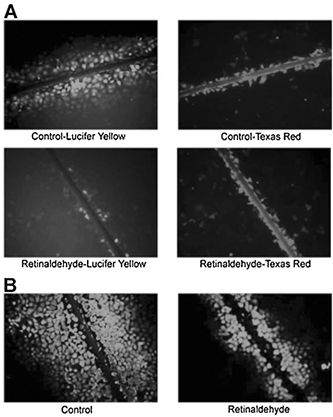 1 Inhibition of dye transfer by retinaldehyde as measured by the scrape-loading method. (A) Dye transfer was measured between liver epithelial cells treated for 30 min with vehicle (control) or with 10 μM all-trans-retinaldehyde and scrape-loaded with Lucifer yellow and Texas Red-dextran. (B) Dye transfer of scrape-loaded Neurobiotin was measured between liver epithelial cells treated for 30 min with vehicle (control) or 10 μM retinaldehyde. (See Color Plate V).