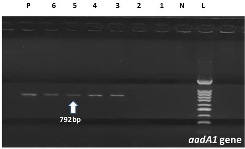 Figure 3 Amplification of aadA1 gene in MDR A. baumannii by PCR; Lane (L) shows 100-bp molecular size ladder. Lane (N) is the negative control. Lanes 3–6 are the positive samples carrying aadA1 gene (792 bp). Lanes 1.2 are negative samples. Lane (P) is the positive control.