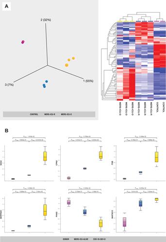 Figure 4 (A) PCA and hierarchical cluster analysis using the expression dataset of 91 differentially expressed proteins between MERS-CoV patients and control subjects. The expression changes of these proteins separate the samples into three distinct clusters, indicating the potential use of these proteins for accurate stratification and as prognostic biomarkers for MERS-CoV patients (see Supplementary Table S2). (B) The representations of the expression changes of some of these proteins between MERS-CoV patients and control subjects. The normalized quantitative values of individual proteins across all sample groups are depicted as box plots using the Qlucore Omics Explorer version 3.7 (Lund, Sweden) (https://qlucore.com).