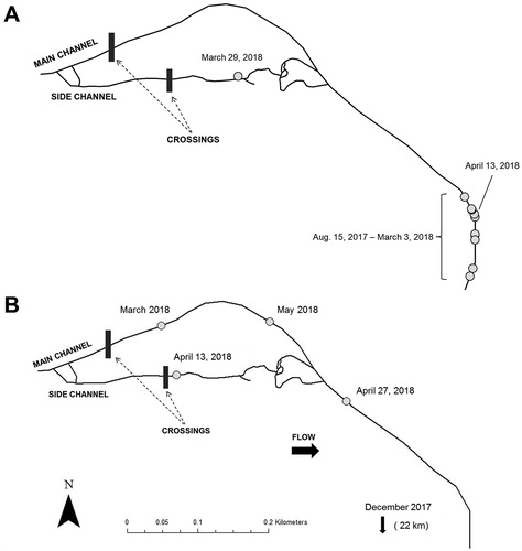 Figure 6. (A) Map showing the upstream movement of an individual (Fish # 40, Appendix) into the side channel during a period of high flow before returning downstream. (B) Map showing the movements exhibited by an individual (Fish #44, Appendix) from the main channel crossing to the side channel crossing after completing a long upstream migration.