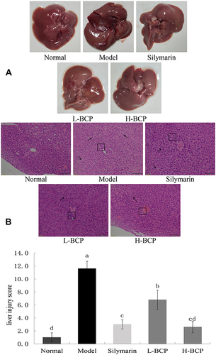 Figure 2 Liver tissue appearance (A) and hematoxylin–eosin stain and liver injury score (B). a–d Mean values with different letters in the same bar graph are significantly different (P < 0.05), per Tukey’s test. The black arrows in the figure indicates the degree of liver cell looseness and swelling, and the black box indicates liver inflammatory factors. Normal: 0.9% normal saline gavage; Model: intraperitoneal injection of D-Gal/LPS; Silymarin: 100 mg/kg·bw gavage of silymarin, and intraperitoneal injection of D-Gal/LPS; L-BCP: 150 mg/kg·bw gavage of blood coral polysaccharides, and intraperitoneal injection of D-Gal/LPS; H-BCP: 300 mg/kg·bw gavage of blood coral polysaccharides, and intraperitoneal injection of D-Gal/LPS.