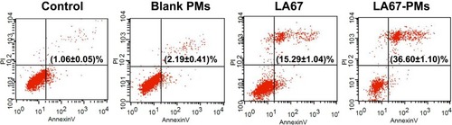 Figure 6 Influence of LA67-PMs on cell apoptosis.Notes: The proportion of apoptotic cells in control, blank PMs, LA67 and LA67-PMs group after 48-h incubation (n=3, mean ± SD).Abbreviations: PI, propidium iodide; PMs, polymeric micelles; LA67-PMs, LA67-loaded polymeric micelles.