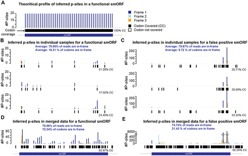 Figure 5. Evidence of translation using Ribo-seq inferred P-sites is sparse across ORFs. A. Barplot showing theoretical distribution of inferred P-site positions (#P-sites) and codon-coverage based on Ribo-seq reads in a given smORF. B. Barplot showing inferred P-site positions and codon coverage across the smORF region using individual samples from hepatocytes [Citation31] for a known and functionally validated smORF SEHBP [Citation44] (B), and a false positive smORF located at chromosome 2: 70,087,581 –70,087,706 (C). D-E. barplot showing inferred P-site positions and codon coverage for smORF shown in B (D), and C (E) using merged high-quality Ribo-seq data [Citation31]. SmORF region is marked in dark blue. P-sites in frame 1: dark blue, frame 2: light blue and frame 3: orange.