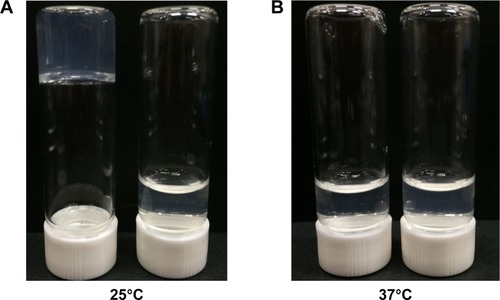 Figure 4 Photos of unmodified (left vial) and phosphonated gelatin (right vial) at 25°C (A) and 37°C (B).Note: The concentrations were 3 wt%.