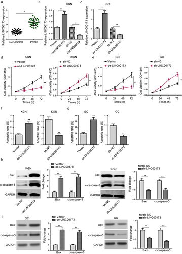 Figure 1. LINC00173 inhibits viability and promotes apoptosis in KGN and GC cells. (a) LINC00173 expression in PCOS patients (n = 32) and non-PCOS controls (n = 32) was detected by RT-qPCR. (b and c) LINC00173 expression in KGN and GC cells transfected with sh-NC, sh-LINC00173, Vector, or oe-LINC00173 was detected by RT-qPCR. (d and e) The viability of KGN and GC cells transfected with sh-NC, sh-LINC00173, Vector, or oe-LINC00173 was detected by CCK-8 assay. (f and g) The apoptotic rate of KGN and GC cells transfected with sh-NC, sh-LINC00173, Vector, or oe-LINC00173 was detected by flow cytometry. (h and i) Bax and c-caspase-3 levels in KGN and GC cells transfected with Vector, oe-LINC00173, sh-NC, or sh-LINC00173 were detected by Western blotting. *p < 0.05; **p < 0.01.