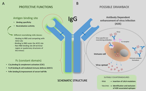 Figure 2. Antibody structure and function. A. Protective functions of antibodies are summarized. Antibodies are able to deploy a plethora of effector functions over the course of an infection: the antigen binding site of a neutralizing mAb is specifically directed against the viral surface antigen and directly interferes with virus-cell receptor interaction (on the top); human IgGs, particularly IgG1 and IgG3, bound to to the viral antigen exposed on the target cell, can subsequently interact through their Fc region with FcγRs expressed by effector cells or with complement component 1q, potentially supporting the destruction of target cells through ADCC or CDC, respectively. In addition, the Fc region of IgG can bind the salvage receptor FcRn after fluid-phase uptake by vascular endothelial cells and other cells, an interaction that contributes to the long (∼21 day) half-life of human IgG. B. The ADE phenomenon is illustrated as a possible adverse event that could occur with some antibodies. ADE has been documented to occur through two distinct mechanisms in viral infections: by enhanced antibody-mediated virus uptake into FcγR-expressing phagocytic cells leading to increased viral infection and replication, or by excessive antibody Fc-mediated effector functions or immune complex formation causing enhanced inflammation and immunopathology. Both ADE pathways can occur when non-neutralizing antibodies or antibodies at sub-neutralizing levels bind to viral antigens without blocking or clearing the infection. Identification and exclusion of ADE-associated epitopes in vaccine design or modification of the amino acid sequence of IgG reducing the interaction with one or more binding partners (for example by inserting LALA mutations) could be promising strategies to improve the clinical potential of antibodies.