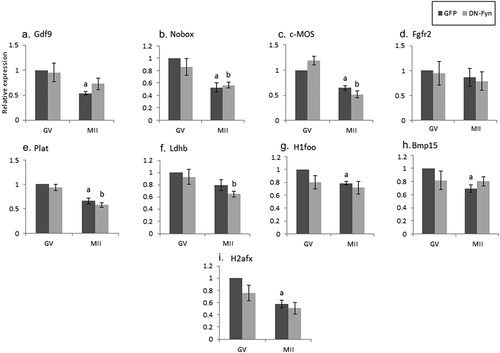 Figure 3. The effect of DN-Fyn on maternal mRNA degradation occurring during oocyte maturation. Fully grown GV oocytes were isolated from ovaries of untreated mice and microinjected with an in-vitro transcribed RNA construct encoding GFP (GFP), dark gray, or DN-Fyn, light gray, as described in “Methods”. Microinjected oocytes were incubated in medium supplemented with 1 µM milrinone. GV oocytes (GV) were collected after 6 hours of incubation and the rest of the oocytes were allowed to mature in medium devoid of milrinone. Mature MII oocytes (IVM-MII) were collected the following day. Batches of fifteen GV and IVM-MII oocytes from each experimental group were subjected to qPCR analysis for the detection of the maternal mRNAs and normalized to the geometric mean of the Hprt1 and CyclinA2 endogenous controls. In each experimental group (GFP, DN-Fyn), results were normalized to the value of GV oocytes. Data were analyzed by one-way ANOVA followed by Tukey post hoc. Bars represent the mean ± SEM of five independent experiments. a,b p < 0.05; a significantly different from GFP-microinjected GV oocytes, b significantly different from DN-Fyn-microinjected GV oocytes.
