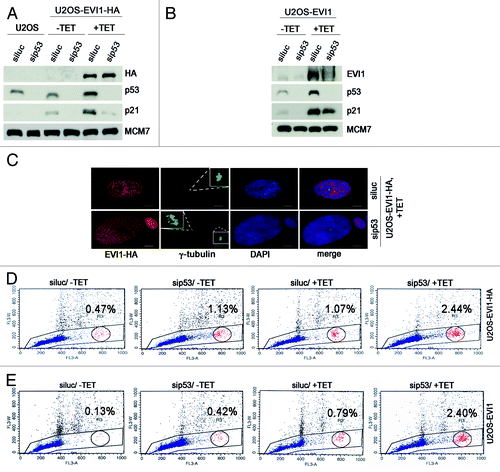Figure 6. Further polyploidization of EVI1-induced tetraploid cells is inhibited by p53. (A) Parental U2OS cells and U2OS cells conditionally overexpressing EVI1-HA were transfected with siRNAs targeting luciferase (siluc) or p53 (sip53), respectively. Twenty-four hours later, transgene expression was induced where indicated (+TET), and cells were harvested 72 h thereafter, followed by immunoblotting for the indicated proteins. (B) U2OS cells retrovirally transduced to conditionally overexpress EVI1 were treated as in (A), followed by immunoblotting for the indicated proteins. (C) U2OS cells conditionally overexpressing EVI1-HA were transfected with siRNAs targeting luciferase (siluc) or p53 (sip53), respectively. Twenty-four hours later, transgene expression was induced where indicated (+TET), and cells were harvested 72 h thereafter, followed by immunostaining for HA (red) and γ-tubulin (green). DNA was counterstained with DAPI (blue). Scale bars represent 10 µm. Insets show centrosomes at higher magnification. (D) U2OS cells conditionally overexpressing EVI1-HA were transfected with siRNAs targeting luciferase (siluc) or p53 (sip53), respectively. Twenty-four hours later, transgene expression was induced where indicated (+TET), and cells were harvested 72 h thereafter, followed by flow-cytometric analysis of DNA content. This included gating in cells of interest (blue) by excluding doublets, followed by defining regions containing cells with 8N DNA (red), corresponding to the given percentages, or more than 4N DNA (not shown). The complete data are listed in Table S1. (E) Flow-cytometric analysis of polyploidization was performed exactly as described in (D), except that U2OS cells retrovirally transduced to conditionally overexpress EVI1 were used. The complete data are listed in Table S1.
