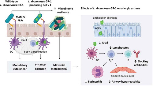 Figure 6. Proposed mechanisms of probiotic action of wild-type and recombinant L. rhamnosus GR-1 in the mouse model of birch pollen-induced allergic asthma. Beneficial microbes can interact with intestinal epithelial cells (IECs) and dendritic cells (DC) through microbe-associated molecular patterns (MAMPs) recognized by pattern recognition receptors (PRRs).Citation5–Citation7 In the gut, these and other effects mediated by beneficial bacteria translate to immune signals processed in the gut-associated lymphoid tissue (GALT). Immune cells and signals (e.g. modulatory cytokines) and microbial metabolites can circulate through the blood and lymphatic system, resulting in distant beneficial effects in the asthmatic airways. ↑ indicates enhancement while ↓ indicates inhibition by pretreatment with wild-type or recombinant L. rhamnosus GR-1. AECs: airway epithelial cells; TH2: T helper 2 cell; B: B cell; IL-1β: Interleukin 1 beta.