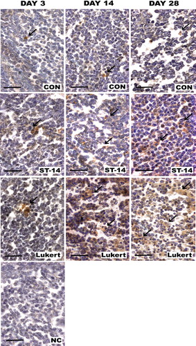 Figure 6. Bax expression in bursa: Photomicrographs of medullar fields with IHC for Bax comparing days 3, 14 and 28 post vaccination between vaccine strains (ST-14 and Lukert) and the Control group. Haematoxylin staining was used as nuclear contrast. NC, negative control of the assay. Scale bars = 50 µm.