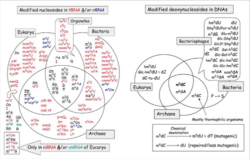 Figure 1. RNA Modifications Unique and Common to the Three Orders of Life. The Venn diagram shows the known modifications of ribonucleotides (indicated by standard abbreviations) found in naturally occurring RNAs in Archea, Bacteria and Eukarya. Nucleotide modifications common to 2 or all orders of life are indicated in the overlapping areas. Abbreviations for the modification are provide in.Citation4 Figure modified from Figs. 4 and 6 in reference 4 (Landes BioSciences).