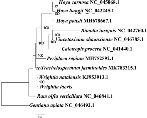 Figure 1. Maximum likelihood phylogenetic tree based on 12 complete chloroplast genomes. Accession number: Wrightia laevis (this study); Biondia insignis NC_042760.1; Calotropis procera NC_041440.1; Hoya carnosa NC_045868.1; Hoya liangii NC_042245.1; Hoya pottsii MH678667.1; Periploca sepium MH752592.1; Rauvolfia verticillata NC_046841.1; Trachelospermum jasminoides MK783315.1; Vincetoxicum shaanxiense NC_046785.1; Wrightia natalensis KJ953913.1; outgroup: Gentiana apiata NC_046492.1.The number on each node indicates the bootstrap value.
