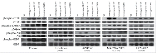 Figure 3. Protein Expression Levels of mTOR mutations after PI3K-AKT-mTOR inhibitors treatment. HEK293T cells stably expressing mTOR mutants (H2189Y, P2213S and S2215Y) were constructed by TALEN. After nutrient starvation, wild type or mutated HEK293T cells were treated with indicated inhibitors or vehicle for 24 hours. The activation of indicated molecules was examined by Western blot.