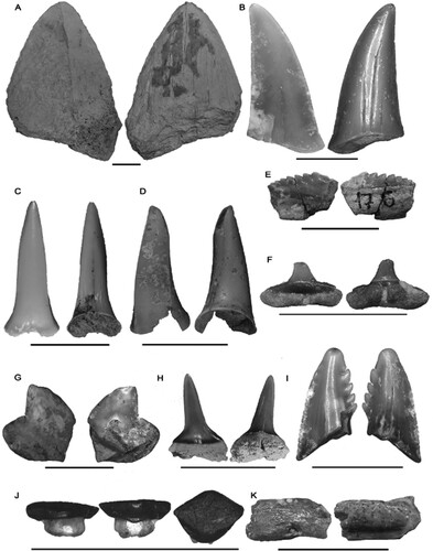FIGURE 3. Labial and lingual views of the elasmobranch tooth macroremains from the Alcoy collections of the “Museo Paleontológico y de las Ciencias Isurus (Alcoy),” and extracted from the aforementioned fossil sites. A, †Otodus megalodon MGUV-39832; B, †Carcharodon hastalis CVAI00770; C, †Carcharias acutissima CVAI00775; D, Carcharias sp. CVAI00777; E, †Notorynchus primigenius CVAI00779; F, Carcharhinus sp. CVAI00762; G, Galeocerdo sp. CVAI00761; H, cf. Isurus sp. CVAI00773; I, †Hemipristis serra CVAI00764; J, Dasyatidae indet. CVAI00767; K, Myliobatidae indet. CVAI00780. All scale bars represent 1 cm.
