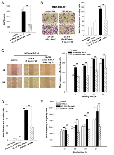 Figure 5. CSF2 contributed to the radiation-induced bystander effects by promoting the invasion and migration of MDA-MB-231 cells. (A) MDA-MB-231-2A cells were pretreated with or without 3-MA before exposure to 6-Gy radiation, and the levels of CSF2 in 2A-CM were measured by ELISA. (B and C), MDA-MB-231 cells were treated with serum-free, 10% serum, 2A-CM, or 2A-CM from MDA-MB-231-2A cells pretreated with 3-MA before exposure to irradiation. In (D and E), CSF2-neutralizing antibody (5 µg/mL) was added to the 2A-CM for 1 h and then incubated with MDA-MB-231 cells. The invasion and migration of MDA-MB-231 cancer cells were measured using a Boyden chamber and a wound-healing assay, respectively. The numbers of the invaded and migrated cells were quantified. In (B and C), ** indicates significant differences (P < 0.01) between the control (10% serum) and CM-treated cells. ## indicates significant differences (P < 0.01) between the CM-treated and CM (3-MA)-treated cells. In (D and E), ** indicates significant differences (P < 0.01) between the control (10% serum) and CM-treated cells. ## indicates significant differences (P < 0.01) between the CSF2 antibody-treated and untreated cells.