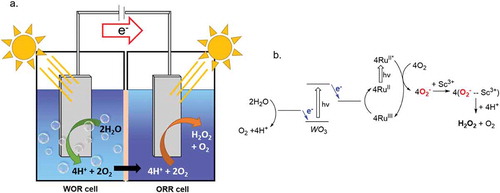 Figure 3.3.1. A) Visualization of the two-compartment cell with WOR (left) and ORR (right). b) Catalytic cycle of the photocatalytic production of H2O2 from H2O and O2− using a Ru photocatalyst (RuII, RuII*, and RuIII) and a semiconductor photocatalyst (WO3) facilitated by Sc3+. Adapted from RSC Adv. 2016, 6 (48), 42,041–42,044
