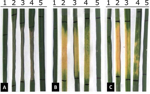 Fig. 3 (Colour online) The sensitivity of selected wheat cultivars to His-tagged Ptr ToxA, His-tagged Ptr ToxB and spore germination fluids with putative Ptr ToxC activity. (a) Sensitivity to Ptr ToxA in ‘Salamouni’ (1), ‘DT 570’ (2), ‘CDC Teal’ (3), ‘AC Crystal’ (4) and ‘Infinity’ (5). (b) Sensitivity to Ptr ToxB in ‘Salamouni’ (1), ‘Katepwa’ (2), ‘Eatonia’ (3), ‘Journey’ (4) and ‘Maquis’ (5). (c) Sensitivity to Ptr ToxC in ‘Salamouni’ (1), ‘Minnedosa’ (2), ‘PT 580’ (3), ‘Burnside’ (4) and ‘Red Fife’ (5).