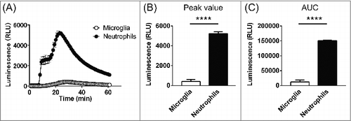 Figure 3. Comparison of ROS production in microglia and neutrophils. (A) Time course of the extracellular superoxide anion signal in microglia (open circles) and neutrophils (filled circles) after stimulation with 1 μM PMA (5 min). The responses correspond to the signal from 1000 cells from both cell types under identical conditions. Data are means ± SEM. P<0.0001, two-way ANOVA, n = 3 for each. (B) Peak luminescent signals in microglia and neutrophils. P<0.0001, unpaired t-test. (C) AUCs calculated by summing the values from the onset of stimulation to the end of recording. P<0.0001, unpaired t-test.