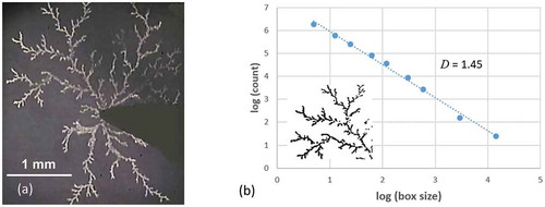 Figure 10. (a) Micrograph of a silver dendrite. (b) Box counting analysis of the major branch in the top left quadrant of the dendrite showing D = 1.45 (inset is the binary version of the dendrite image used in the analysis)