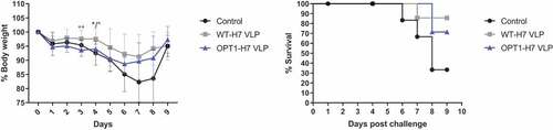 Figure 5. H7-VLP vaccines demonstrate similar efficacy against lethal challenge. (a) Mice challenged with H7N9 were monitored over a 9-day period post infection. We find a benefit in weight maintenance in animals vaccinated with WT-VLP over OPT1-VLP (blue) only at 3 days post-challenge, and over both H3N2 pre-immune, not immunized control (black) and OPT1 (blue) at 4 days post-challenge. However, during the more critical phase of illness, days 5–8, the two VLP vaccines were statistically similar. (b) Survival curves for both H7-VLP vaccines were also similar providing an additional 40–50% protection over that seen in pre-immune control animals. Body weight significance determined by ANOVA. Survival curves analyzed by log-rank test. *=p <.05, **=p <.01.