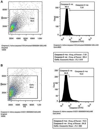 Figure 11 Caspase-3 level was estimated in (A) untreated and (B) corosolic acid-treated PC3 cells.