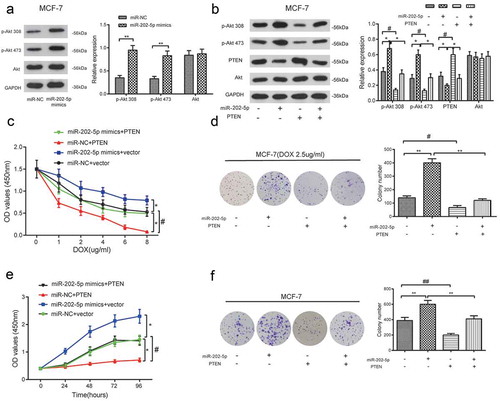 Figure 7. The overexpression of miR-202-5p promoted MCF-7 cell proliferation through PTEN/PI3K/Akt signaling. (a) The protein expression levels of p-Akt 308 and p-Akt 473 in MCF-7 cells were detected by western blot. **P < 0.01, compared with miR-NC group. (b) The result of western blot reveals the protein expression levels of p-Akt 308, p-Akt 473 and PTEN. *P < 0.05, compared with miR-202-5p group. #P < 0.05, compared with PTEN group. (c) The OD value of MCF-7 cells in different transfection groups was detected by CCK8 assay. *P < 0.05, compared with miR-NC + vector group. #P < 0.05, compared with miR-202-5p mimics + PTEN group. (d) The colony formation rate of transfected MCF-7 cells under the treatment of DOX was detected. **P < 0.01, compared with miR-202-5p group. #P < 0.05, compared with PTEN group. (e) The OD values of transfected cells were measured at 0, 24, 48, 72, 96 h. *P < 0.05, compared with miR-NC + vector group. #P < 0.05, miR-202-5p mimics + PTEN group. (f) The colony formation rate of transfected MCF-7 cells without treatment of DOX, was revealed. **P < 0.05, compared with miR-202-5p group. ##P < 0.05, compared with PTEN group.