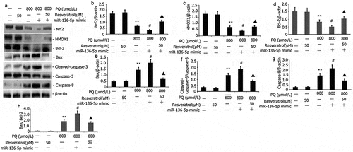 Figure 6. Impact of resveratrol plus miR-136-5p mimic on Nrf2/HMOX1 signaling pathway activity and apoptotic protein expression in PQ-induced PC12 cells. PQ (800 μmol/L) and different resveratrol doses (50 μM) were added to the PC12 cells before being transfected for 24 h using miR-136-5p mimic. Western blot was employed to examine the protein expression of Nrf2, HMOX1, Bax, caspase-8, and caspase-3. The findings are expressed as mean ± SEM. **P < 0.01 versus the control group and only resveratrol group. #P < 0.05 versus the PQ group. ▲P < 0.05 versus the miR-136-5p mimic + PQ group.
