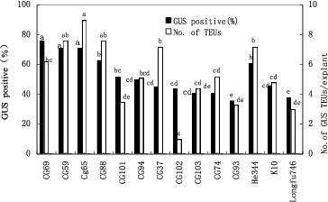 Figure 3. Effects of corn genotypes on transgene expression 4 d after co-culture with different A. tumefaciens strains. Means with the same letter are not significantly different at according to Duncan's test.