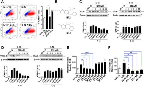 Figure 1 BT2 inhibits ICAM-1 and VCAM-1 expression, human monocytic cell adhesion to IL-1ß-treated endothelium in vitro and monocytic transendothelial migration toward MCP-1 in vitro. (A) Flow cytometry for ICAM-1. Serum-deprived HMEC-1 cells were treated with 30µM of BT2 or BT3 in serum free medium at 37°C for 4h and 20ng/mL IL-1ß for a further 4h. Data is representative of 3 biologically independent experiments and expressed as mean ± SEM. Statistical significance was assessed by ANOVA. (B) Structures of BT2 (C18H18N2O4) and BT3 (C15H14N2O2). (C) Western blotting for ICAM-1. Serum-deprived HMEC-1 cells were treated with 0.1–30µM of BT2 or BT3 in serum free medium at 37°C for 4h and 20ng/mL IL-1ß for a further 4h. Data is representative of 2 biologically independent experiments. (D) Western blotting for VCAM-1. Serum-deprived HMEC-1 cells were treated with 0.1–30 µM of BT2 or BT3 in serum free medium at 37°C for 4h and 20ng/mL IL-1ß for a further 4h. Data is representative of 2 biologically independent experiments. (E) THP-1 adhesion to HMEC-1 cells in vitro was assessed by first treating HMEC-1 cells with various concentrations of BT2 for 1h in 96-well plates. HMEC-1 cells were stimulated with 20ng/mL IL-1ß for 1h. Fluorescence intensity of calcein labeled THP-1 that adhered to HMEC-1 cell monolayers 30 min after adding the cells was then measured via fluorescent plate reader. RLU denotes relative light units. Data is representative of 3 experiments and expressed as mean ± SEM. Statistical significance was assessed by one-way ANOVA. (F) THP-1 transendothelial cell migration in vitro was assessed by treating HMEC-1 cells in gelatin-coated culture inserts with various concentrations of BT2 for 1h, then with 20 ng/mL IL-1ß for 1h. THP-1 cells that had undergone transendothelial migration toward MCP-1 after 24h was measured using a Coulter counter. Data is representative of 3 experiments and expressed as mean ± SEM. Statistical significance was assessed by one-way ANOVA. *P<0.05, **P<0.01, ***P<0.001, ****P< 0.0001.