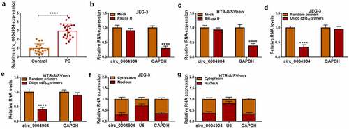 Figure 1. Circ_0004904 was upregulated in placenta tissues of PE patients. (a) Circ_0004904 level detection was conducted using RT-qPCR in placenta tissues from PE patients and normal controls. (b-c) Circ_0004904 and GAPDH stabilities were assessed by RT-qPCR after RNase R treatment in total RNA from JEG-3 and HTR-8/svneo cells. (d-e) the levels of circ_0004904 and GAPDH were examined by RT-qPCR after Random primers or Oligo (dT)18 primers were used in reverse transcription. (f-g) Circ_0004904, U6 and GAPDH were quantified by RT-qPCR after cytoplasmic and nuclear RNAs were isolated from JEG-3 and HTR-8/svneo cells. Experiments were repeated for three times with three parallels. ****P <0.0001.