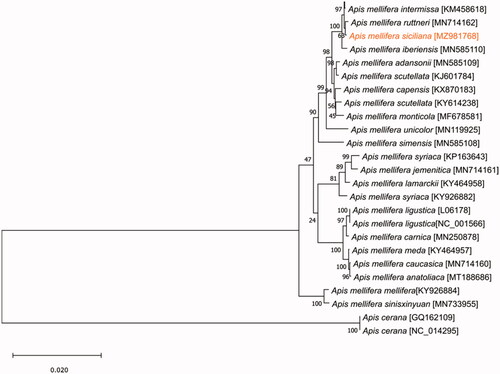 Figure 1. Phylogenetic tree showing the relationship between Apis mellifera siciliana (marked in orange) and other 23 Apis mellifera subspecies. Apis cerana was used as an outgroup. Numbers at the nodes indicate the percentage of trees in which the associated taxa clustered together. GenBank accession number is listed under brackets after the species and subspecies names.