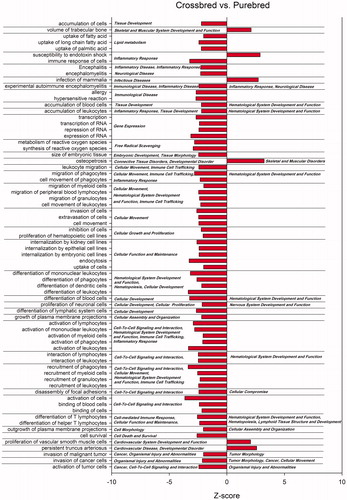 Figure 5. Most affected biological functions and diseases among differentially expressed genes by crossbreds vs. purebreds comparison. Using Ingenuity Pathway Analysis, functions and diseases with an absolute Z-score ≥2 are reported as significant enriched pathways (p < .05) based on prediction of activation on purebreds (negative Z-score) or crossbreds (positive Z-score). The main category of the each function and disease is reported on the right.