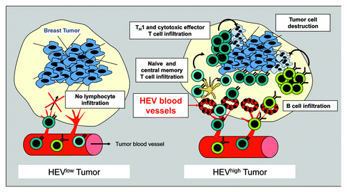 Figure 1. Role of tumor HEVs in breast cancer.