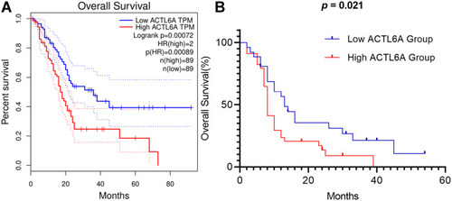 Figure 2 (A) Kaplan–Meier curves of overall survival in PC patients with high and low Actl6a mRNA expression. (B) Kaplan–Meier curves of overall survival in PC patients with high and low ACTL6A expression.