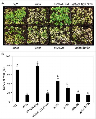 Figure 5. Functional analysis of ATI3 genes in heat tolerance. Two-wk-old seedlings of Col-0 WT, ati3 single, double and triple mutants and ati3a mutant complemented with WT ATI3A and the mutant gene encoding ATI3AW260A were placed in a 45°C growth chamber for 10 h. The heat-treated plants were then moved to a 22°C growth chamber for recovery. The picture was taken after 3 d of recovery at 22°C (A). The survival rates were determined after 5 d of recovery at 22°C following heat treatment at 45°C for 10 h (B). Data represent means and standard errors calculated from 5 replicates (each with approximately 100 seedlings for each genotype). According to Duncan's multiple range test (P = 0.05), means of survival rates do not differ significantly if they are indicated with the same letter.