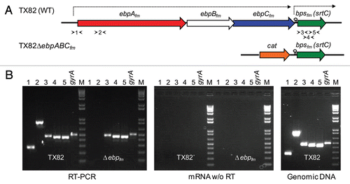 Figure 1 Schematic representation of the deleted ebpABCfm locus of TX82 and transcriptional analysis of its effect on bpsfm, the downstream class C sortase gene. (A) A genetic map of the ebp-bpsfm region, showing the segment deleted from TX82ΔebpABCfm by allelic replacement with a cat gene. The previously predicted transcriptional terminator in the intergenic region between ebpCfm and bpsfm is indicated with a lollypop and the lengths of the previously determined mRNA transcripts are marked by arrows above the ebp-bpsfm region.Citation30 Arrowheads indicate locations of each primer pair for RT-PCR (see B below). (B) RT-PCR analysis of bps gene expression of WT TX82 and its isogenic ebpABCfm deletion mutant. Gel on left, RT-PCR of total RNA (20 ng), isolated from mid-exponential cells and treated with DNase; middle gel, control reaction of the same RNA sample amplified without RT; gel on right, control reaction with genomic TX82 DNA as template. An intragenic region of gyrase (gyrA) was included as an internal control. Lane numbers correspond to the primer pairs shown in (A). M, molecular weight marker.