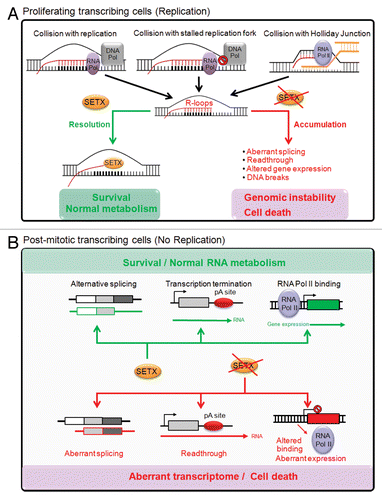 Figure 3. Protection of the genome by senataxin in proliferating vs. post-mitotic cells. (A) In proliferating cells, collision of the transcription apparatus (RNA Pol) with replication forks (DNA Pol), stalled replication forks following DNA damage exposure, or Holiday junctions during homologous recombination, lead to the formation and accumulation of R-loop structures. In the presence of senataxin, R-loops are effectively resolved by its putative DNA/RNA helicase activity, thus leading to normal cellular metabolism and cell survival. In the absence of senataxin, R-loops accumulate and impact on RNA metabolism through the alteration of mRNA splicing, the inhibition of transcription termination, the promotion of readthrough, the alteration of gene expression and the formation of DNA breaks. The accumulation of these defects drives genomic instability and ultimately cell death. (B) In contrast, in post-mitotic cells, such as neurons, the absence of DNA replication and homologous recombination, and the lack of R-loops accumulation suggest senataxin’s role in protecting the genome may be directly due to its effect on mRNA splicing, transcription termination and the modulation of gene expression through its interaction with RNA binding proteins.