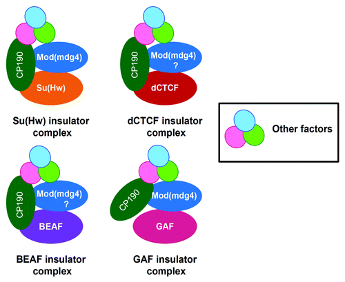 Figure 3. CP190 is a common co-factor for four classes of insulators in Drosophila. Each class of insulator is represented by the DNA binding factor dCTCF, Su(Hw), GAF and BEAF, color coded differently to indicate insulator subclasses. CP190 is shared by all the insulator classes, although in case of GAF, its functional relevance is yet to be determined. CP190 is also found to associate with factors like Rm62, dTopors, Ago2, implicated in insulator function. In addition to CP190, insulator subclasses may also share Mod(mdg4). Furthermore, all the above classes of insulators may also share other co-factors that are yet to be identified.